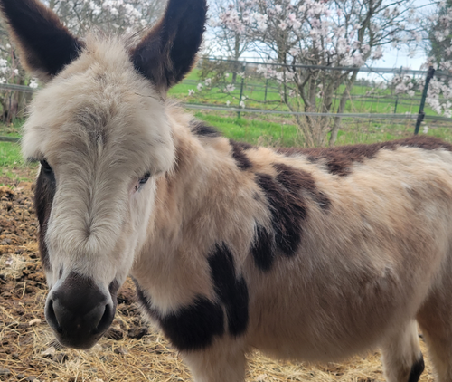 Donkey standing in a field with a fence and trees in the background